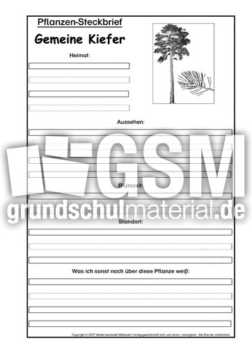 Pflanzensteckbrief-Gemeine-Kiefer-SW.pdf